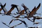 Giornata Mondiale Uccelli Migratori